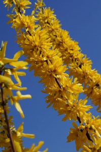 Forsythie 1