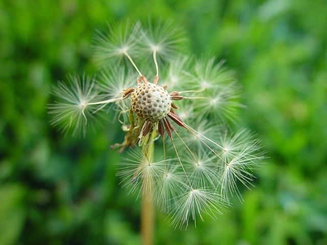dandelion-387404_640