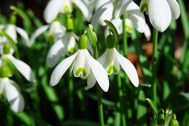 snowdrop-1025050_640