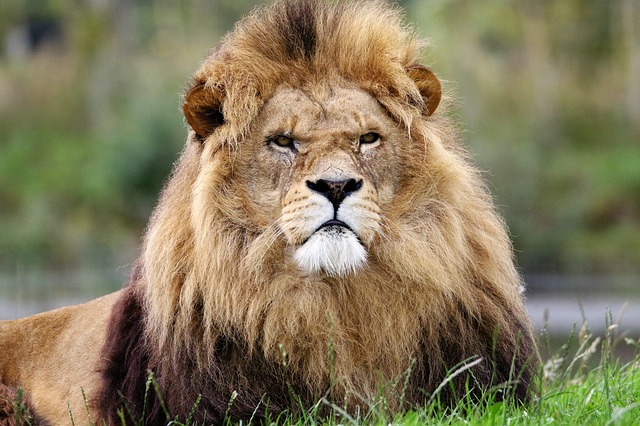 lion-1657947_640.jpg